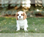 Small Photo #2 Cavalier King Charles Spaniel Puppy For Sale in WARSAW, IN, USA