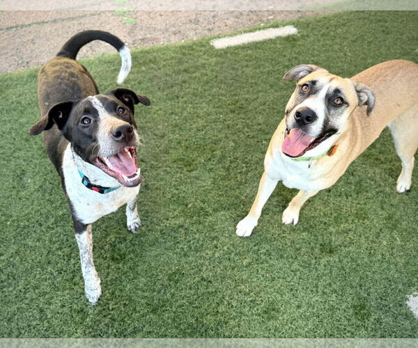 Medium Photo #5 American Staffordshire Terrier-Greyhound Mix Puppy For Sale in phoenix, AZ, USA