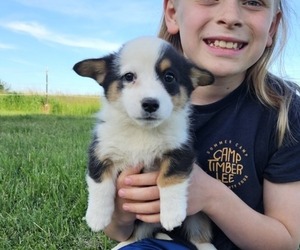 Pembroke Welsh Corgi Puppy for sale in MILTON, WI, USA
