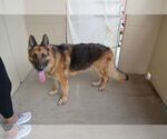 Small #1 German Shepherd Dog Mix