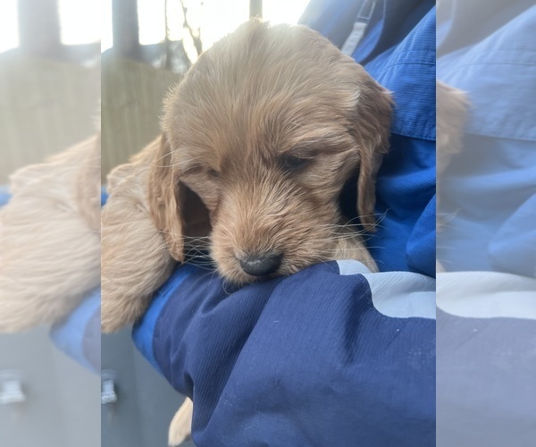Medium Photo #5 Goldendoodle Puppy For Sale in WAKE FOREST, NC, USA