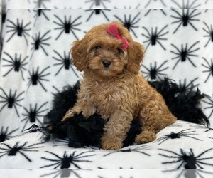 Cavapoo Puppy for sale in LAKELAND, FL, USA