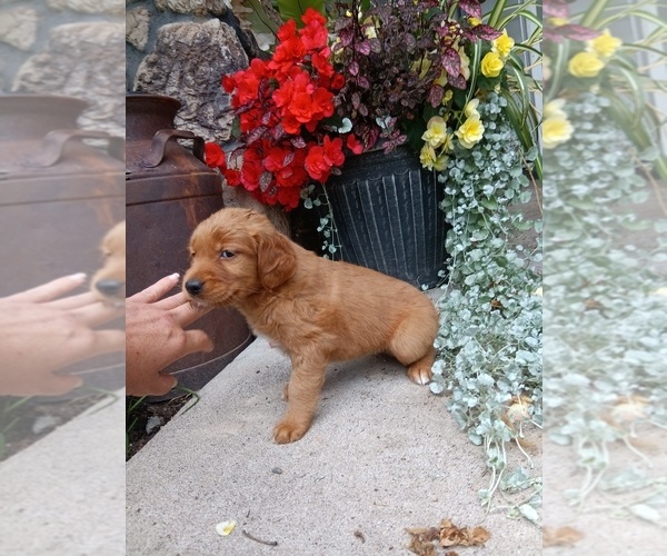 Medium Photo #21 Golden Retriever Puppy For Sale in GREENWOOD, WI, USA