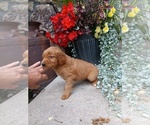 Small Photo #21 Golden Retriever Puppy For Sale in GREENWOOD, WI, USA