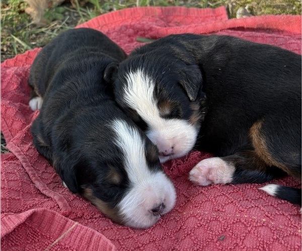 Medium Photo #2 Bernese Mountain Dog Puppy For Sale in NORWOOD, MO, USA