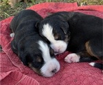 Small #1 Bernese Mountain Dog