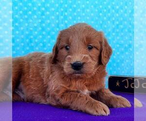 Goldendoodle (Miniature) Puppy for sale in ARTHUR, IL, USA