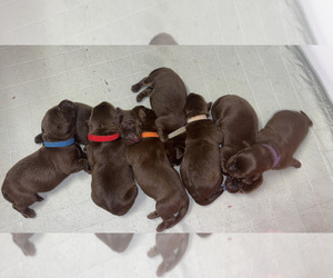 Labrador Retriever Litter for sale in HOLLISTER, CA, USA