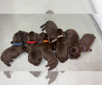 Small Labrador Retriever