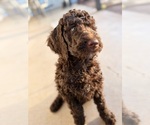 Small #8 Poodle (Standard)