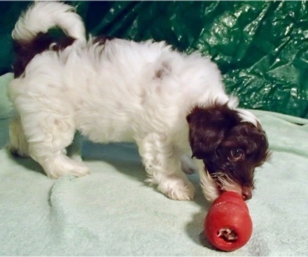 Medium Photo #10 Havanese Puppy For Sale in FENTON, MO, USA