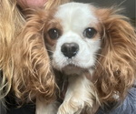 Small Photo #1 Cavalier King Charles Spaniel Puppy For Sale in BALSAM LAKE, WI, USA