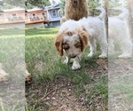 Small #14 Goldendoodle (Miniature)