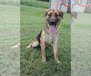 Mutt Dogs for adoption in Abbeville, LA, USA