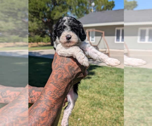 Medium Photo #5 Bernedoodle-Cavapoo (Miniature) Mix Puppy For Sale in SACRAMENTO, CA, USA