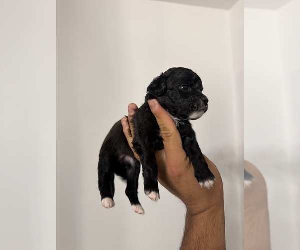 Medium Photo #1 Chihuahua Puppy For Sale in DEL VALLE, TX, USA