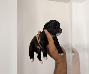 Chihuahua Puppy for sale in DEL VALLE, TX, USA