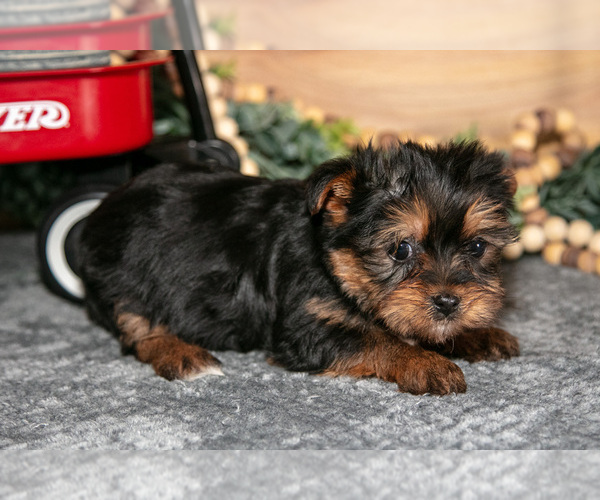 Medium Photo #6 Yorkshire Terrier Puppy For Sale in BERNE, IN, USA