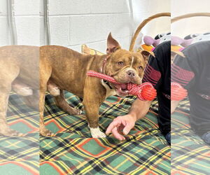 American Bulldog Dogs for adoption in York, SC, USA