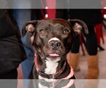 Small #2 American Pit Bull Terrier