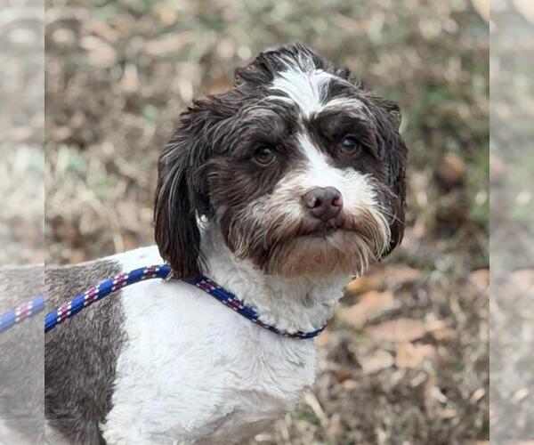 Medium Photo #1 Shih Tzu-Unknown Mix Puppy For Sale in Yardley, PA, USA