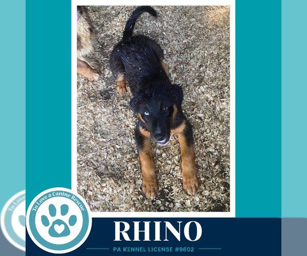 Medium Photo #4 Australian Shepherd Puppy For Sale in Kimberton, PA, USA