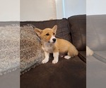 Small #4 Pembroke Welsh Corgi