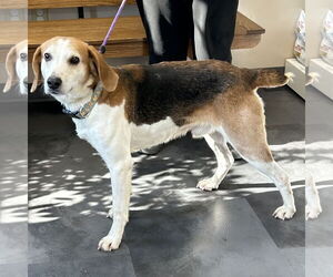 American Foxhound-Beagle Mix Dogs for adoption in Batavia, OH, USA