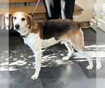 Small American Foxhound-Beagle Mix