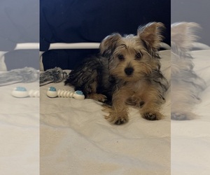 Yorkshire Terrier Puppy for sale in CLERMONT, FL, USA