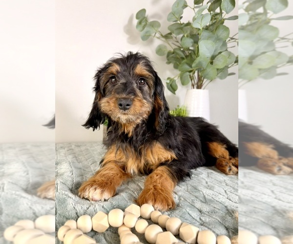 Medium Photo #5 Cock-A-Poo Puppy For Sale in GREENFIELD, IN, USA