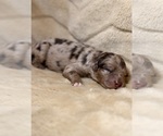 Puppy John B Aussiedoodle Miniature 