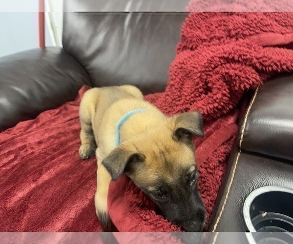 Medium Photo #73 Belgian Malinois Puppy For Sale in REESEVILLE, WI, USA