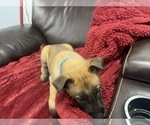 Small Photo #73 Belgian Malinois Puppy For Sale in REESEVILLE, WI, USA