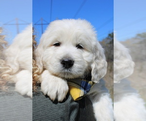 Goldendoodle Puppy for sale in ROUGEMONT, NC, USA