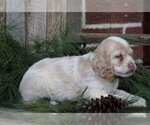 Small Photo #4 Cocker Spaniel Puppy For Sale in FREDERICKSBG, OH, USA