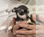 Image preview for Ad Listing. Nickname: Daisy