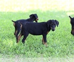 Small Photo #4 Doberman Pinscher Puppy For Sale in BEAUMONT, TX, USA