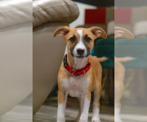 Medium Photo #2 Black Mouth Cur-Unknown Mix Puppy For Sale in San Diego, CA, USA