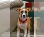 Small #1 Black Mouth Cur Mix