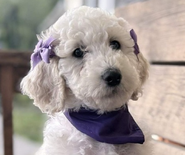 Medium Photo #1 Goldendoodle mix (+ Poodle Standard) Puppy For Sale in MAYNARDVILLE, TN, USA