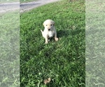 Small Photo #2 Labrador Retriever Puppy For Sale in CONRATH, WI, USA