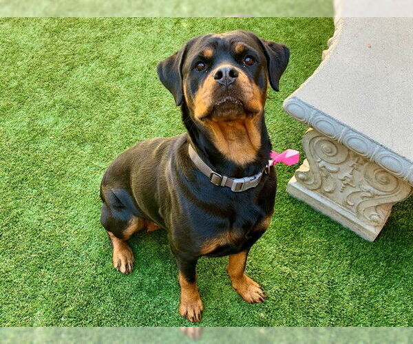 Medium Photo #2 Rottweiler-Unknown Mix Puppy For Sale in Moreno Valley, CA, USA