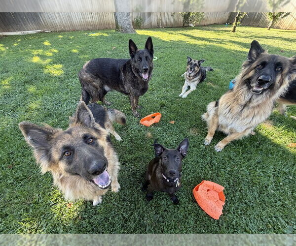 Medium Photo #11 German Shepherd Dog Puppy For Sale in West Sacramento, CA, USA