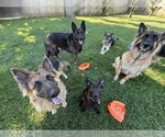 Small #10 German Shepherd Dog