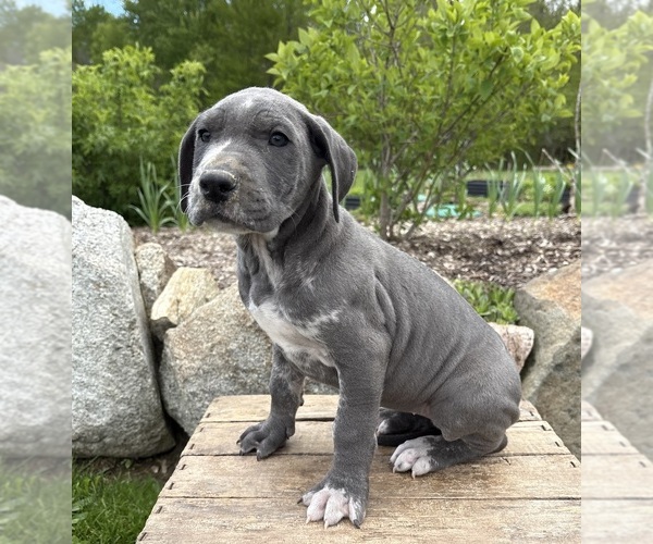 Medium Photo #3 Great Dane Puppy For Sale in MIDDLEBURY, IN, USA