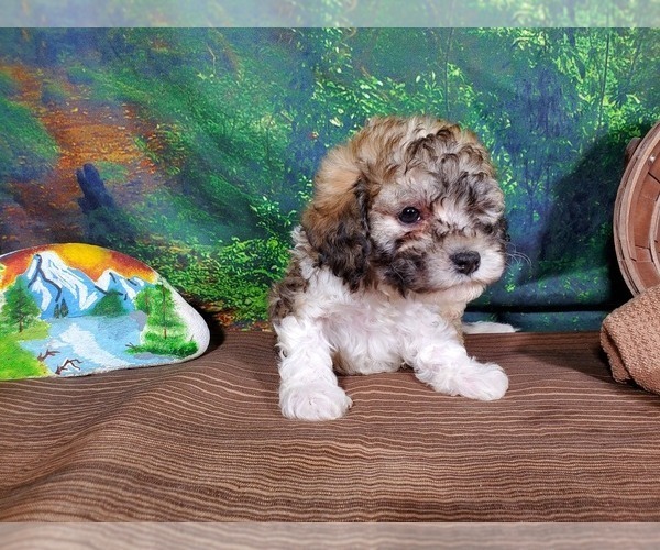 Medium Photo #5 Poodle (Toy) Puppy For Sale in COLORADO SPRINGS, CO, USA