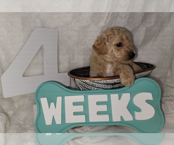 Medium Photo #9 Goldendoodle (Miniature) Puppy For Sale in LANETT, AL, USA