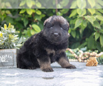 Small #4 German Shepherd Dog