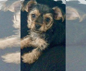 Mutt-Yorkshire Terrier Mix Puppy for sale in LABELLE, FL, USA